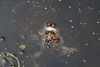 090228-6567 Three frogs in a garden pond