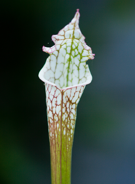 White-topped Pitcher plant (Sarracenia leucophylla)