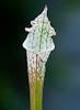 100708-7830 White-topped Pitcher plant (Sarracenia leucophylla)