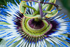 100709-7843 Passion flower (Passiflora caerulea)
