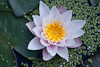 100712-7867 Waterlily (Nymphaea sp.)