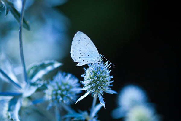 Holly Blue butterfly on Sea Holly