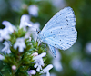 100810-8035 Holly Blue butterfly on Winter Savory