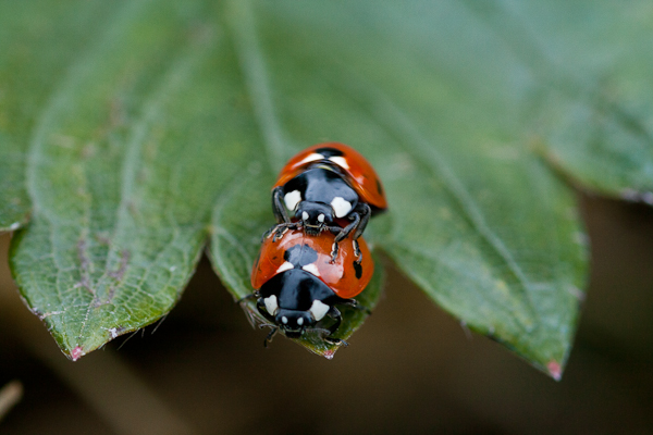 Ladybirds mating on a strawberry leaf