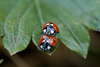 100816-8062 Ladybirds mating on a strawberry leaf