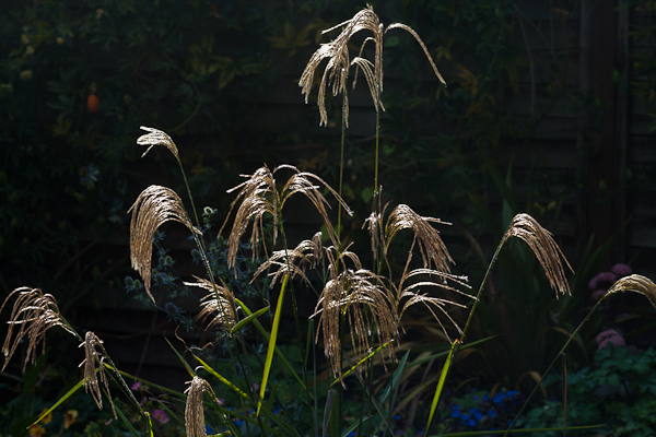 Miscanthus nepalensis (Himalayan fairy grass)