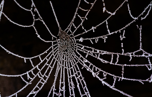 Hoar frost on spiderweb