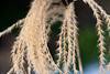 101225-8980 Miscanthus nepalensis (Himalayan fairy grass)
