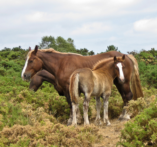 Trait Breton horses grazing heathland