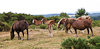 050718-0793 Trait Breton horses grazing heathland
