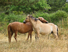 050719-0805 Horse social behaviour: mutual grooming