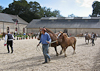 050719-0873 Trait Breton horse show 