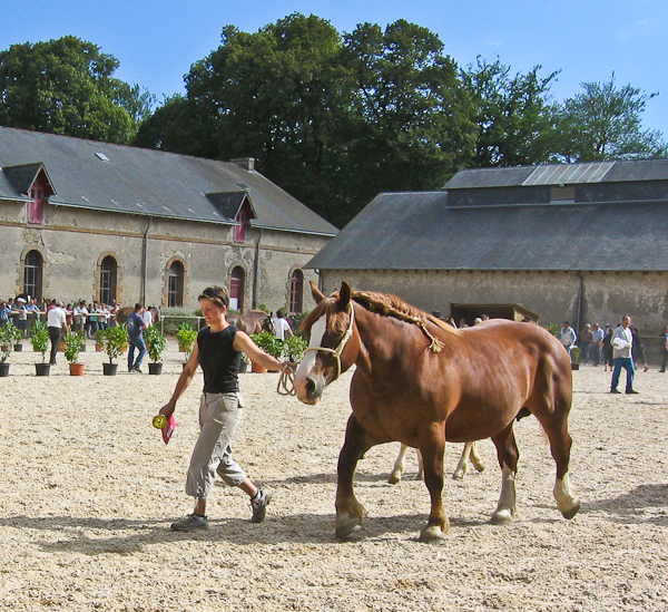 Trait Breton horse show 