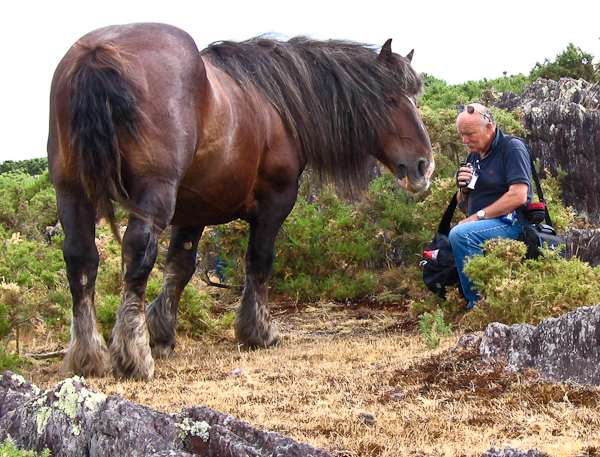Trait Breton stallion grazing heathland