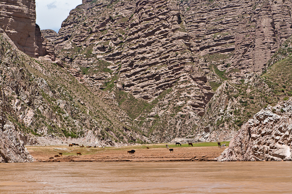 Cattle and donkeys grazing on the bank of the Yellow River (Gansu)