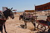 070706-2258 Donkeys pulling vehicles in Gaochang (Turfan, Xinjiang)