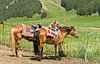 070701-2030 Horses at West White Poplar Gully (Xinjiang)