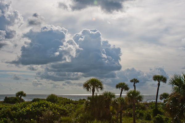 Cape Canaveral sand dunes (Florida)