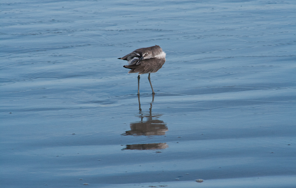 Willet on the beach (Florida)