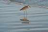 110905-1882 Willet on the beach (Florida)