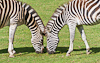 090609-6824 Chapman's Zebra (Equus quaggi chapmani)