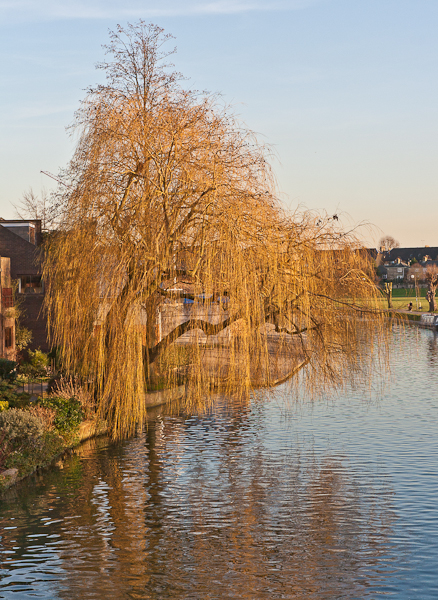 Weeping willow on the River Cam