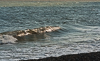 120922-4299 Waves breaking on Walberswick beach (Suffolk)