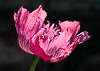 110624-2613 A garden variety of Opium Poppy
