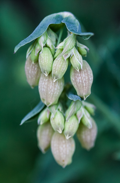 Bladder Campion (Silene vulgaris) in bud