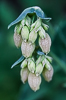 110510-0203 Bladder Campion (Silene vulgaris) in bud