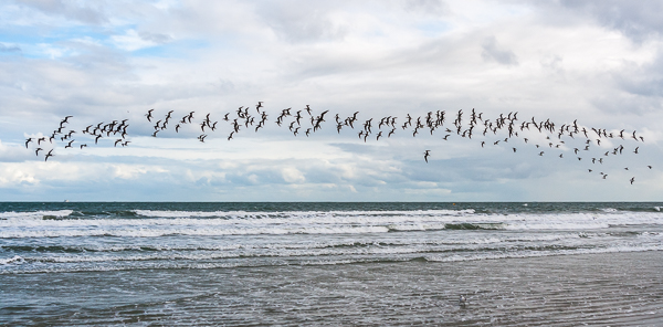 A flock of Black Skimmers flying above the waves, Florida
