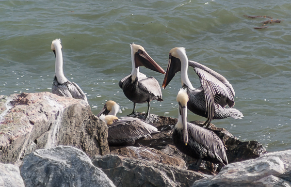 Brown Pelicans taking a break at Jetty Park, Cape Canaveral