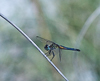 101001-8760 Blue Dasher Dragonfly, on the dunes, Cape Canaveral, Florida