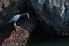 110915-2159 Little Blue Heron on the rock groyne at Jetty Park