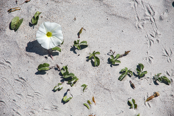 Beach Morning Glory, Ipomoea stolonifera, on a dune, Florida