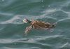 140524-5213 Young Sea Turtle viewed from the pier at Jetty Park, Florida