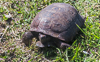 140529-5349 Gopher Tortoise near Playalinda Beach, Cape Canaveral