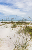 140602-5533 Sea Oats on the dunes (Uniola paniculata), Cape Canaveral
