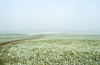 920725-148-25 Morning mist on the Artemisia steppe in Northern Kazakhstan. 