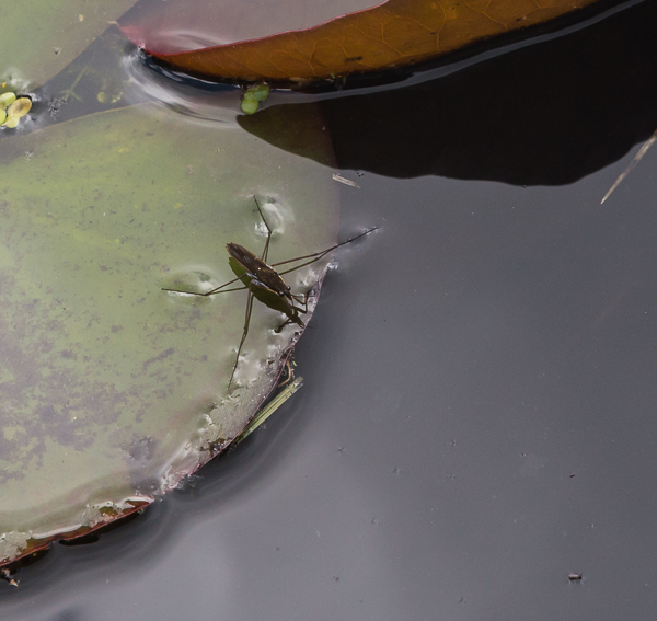 Common Pond Skater on waterlily leaf, Cambridge