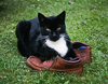 001020-163-15 My cat, Beau, lying on my shoes,  Waterbeach