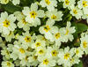 090228-6521 Primroses (Primula vulgaris) in a Cambridge garden.