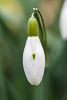 110304-9228 A Snowdrop (Galanthus sp) on the verge of opening