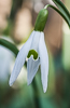 110304-9231 A Snowdrop (Galanthus sp) in blossom, Cambridge
