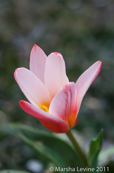 Tulipa kaufmanniana 'Hearts Delight' blossoming in my garden