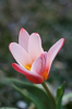 110323-9333 Tulipa kaufmanniana 'Hearts Delight' blossoming in my garden