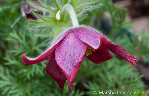 Pulsatilla vulgaris 'Rode Klokke' (Pasque Flower) in a Cambridge garden