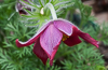 110327-9380 Pulsatilla vulgaris 'Rode Klokke' (Pasque Flower) in a Cambridge garden