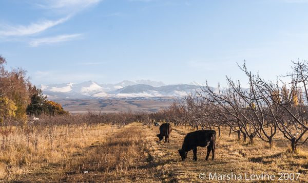 Cattle grazing in the Issyk-Kul basin (Kyrgyzstan)