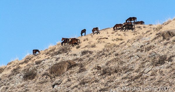 Horses grazing on the mountain top, Barskoon (Kyrgyzstan)